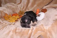 Kuda, a male French Bulldog for sale in Richmond, VA – 6 of 9