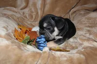 Kuda, a male French Bulldog for sale in Richmond, VA – 7 of 9