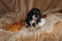 Kuda, a male French Bulldog for sale in Richmond, VA – 8 of 9