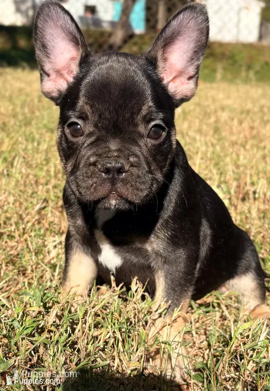 Diesel – French Bulldog puppy for sale in Richmond, VA