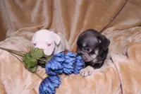 Treasure, a male French Bulldog for sale in Richmond, VA – 5 of 7
