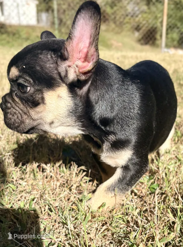 Romeo  – French Bulldog puppy for sale in Richmond, VA