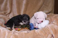 Treasure, a male French Bulldog for sale in Richmond, VA – 4 of 7
