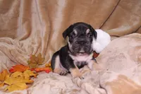 Kuda, a male French Bulldog for sale in Richmond, VA – 1 of 9