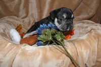 Kuda, a male French Bulldog for sale in Richmond, VA – 7 of 10