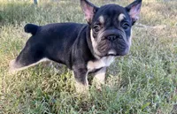 Kuda, a male French Bulldog for sale in Richmond, VA – 2 of 10