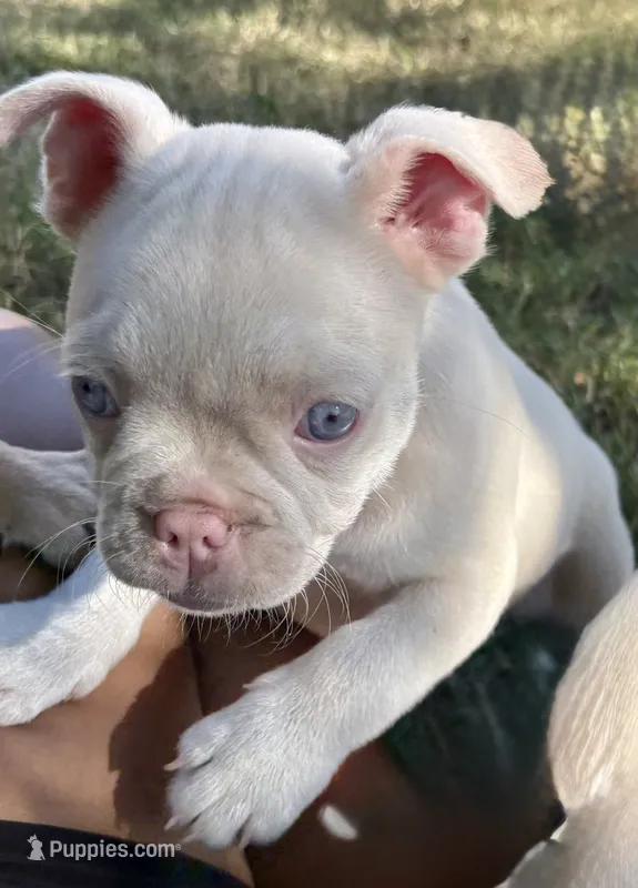 Leo – French Bulldog puppy for sale in Richmond, VA