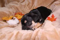 Romeo , a male French Bulldog for sale in Richmond, VA – 9 of 10