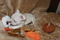 Leo, a male French Bulldog for sale in Richmond, VA – 4 of 9