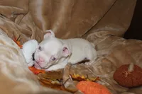 Leo, a male French Bulldog for sale in Richmond, VA – 5 of 9