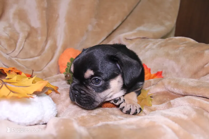 Romeo  – French Bulldog puppy for sale in Richmond, VA
