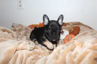 Diesel, a male French Bulldog for sale in Richmond, VA – 3 of 8