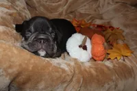 Stormy, a female French Bulldog for sale in Richmond, VA – 2 of 8