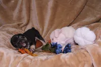 Stormy, a female French Bulldog for sale in Richmond, VA – 7 of 8