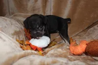 Stormy, a female French Bulldog for sale in Richmond, VA – 5 of 8