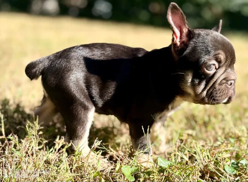 Stormy – French Bulldog puppy for sale in Richmond, VA