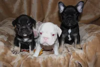 Diesel, a male French Bulldog for sale in Richmond, VA – 8 of 8