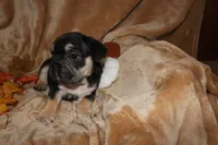 Kuda, a male French Bulldog for sale in Richmond, VA – 8 of 10
