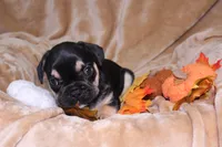 Romeo , a male French Bulldog for sale in Richmond, VA – 2 of 10
