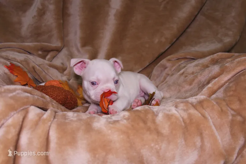 Leo – French Bulldog puppy for sale in Richmond, VA