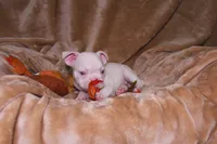 Leo, a male French Bulldog for sale in Richmond, VA – 1 of 9
