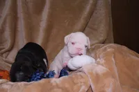 Treasure, a male French Bulldog for sale in Richmond, VA – 2 of 7