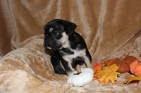 Romeo , a male French Bulldog for sale in Richmond, VA – 3 of 10