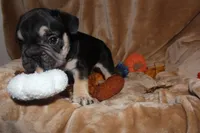Kuda, a male French Bulldog for sale in Richmond, VA – 4 of 9