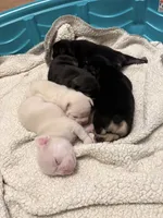 Leo, a male French Bulldog for sale in Richmond, VA – 9 of 9