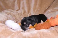 Romeo , a male French Bulldog for sale in Richmond, VA – 6 of 10
