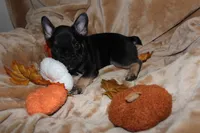 Diesel, a male French Bulldog for sale in Richmond, VA – 2 of 8