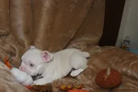 Leo, a male French Bulldog for sale in Richmond, VA – 7 of 9