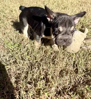 Kuda, a male French Bulldog for sale in Richmond, VA – 3 of 10