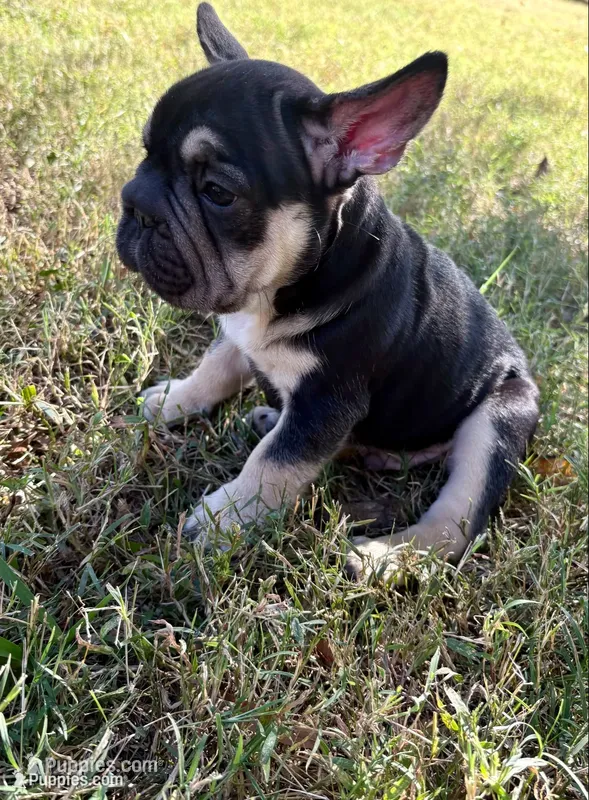Kuda – French Bulldog puppy for sale in Richmond, VA