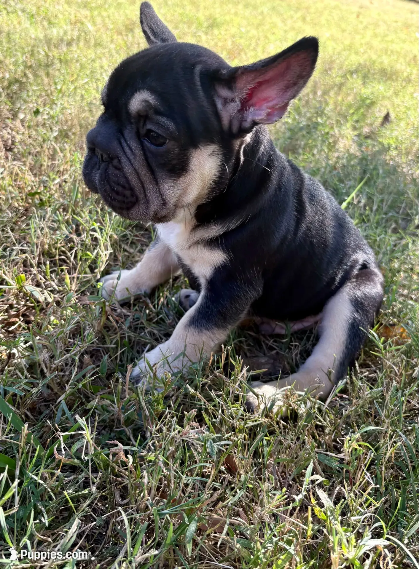 Kuda, a male French Bulldog for sale in Richmond, VA – 1 of 10