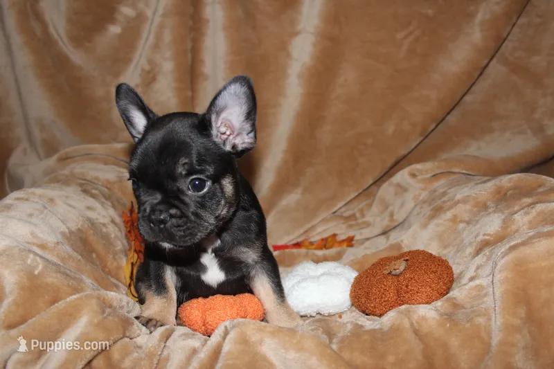 Diesel – French Bulldog puppy for sale in Richmond, VA