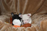 Diesel, a male French Bulldog for sale in Richmond, VA – 6 of 8