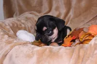 Romeo , a male French Bulldog for sale in Richmond, VA – 10 of 10