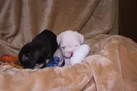 Treasure, a male French Bulldog for sale in Richmond, VA – 7 of 7