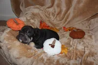 Stormy, a female French Bulldog for sale in Richmond, VA – 6 of 8