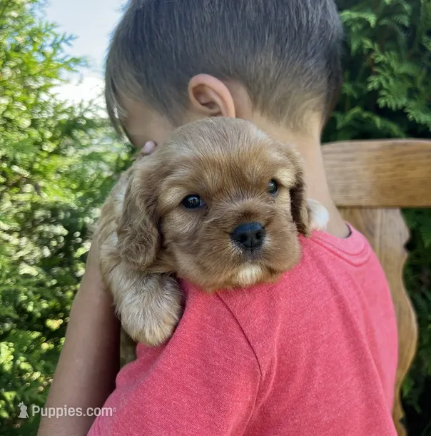 Violet – Cavalier King Charles Spaniel puppy for sale in Odon, IN