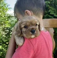 Violet, a female Cavalier King Charles Spaniel for sale in Odon, IN – 1 of 3