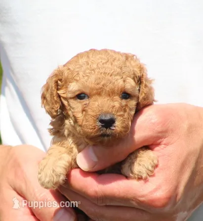 Angel – Poodle - Toy  puppy for sale in Odon, IN