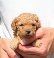 Angel, a female Poodle - Toy  for sale in Odon, IN – 1 of 3