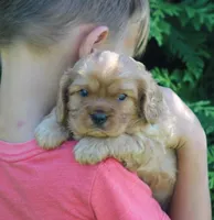 Vance, a male Cavalier King Charles Spaniel for sale in Odon, IN – 3 of 4