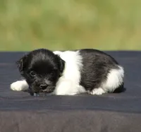 Dixie, a female Havanese for sale in Odon, IN – 2 of 3