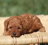 Ace, a male Poodle - Toy  for sale in Odon, IN – 3 of 3