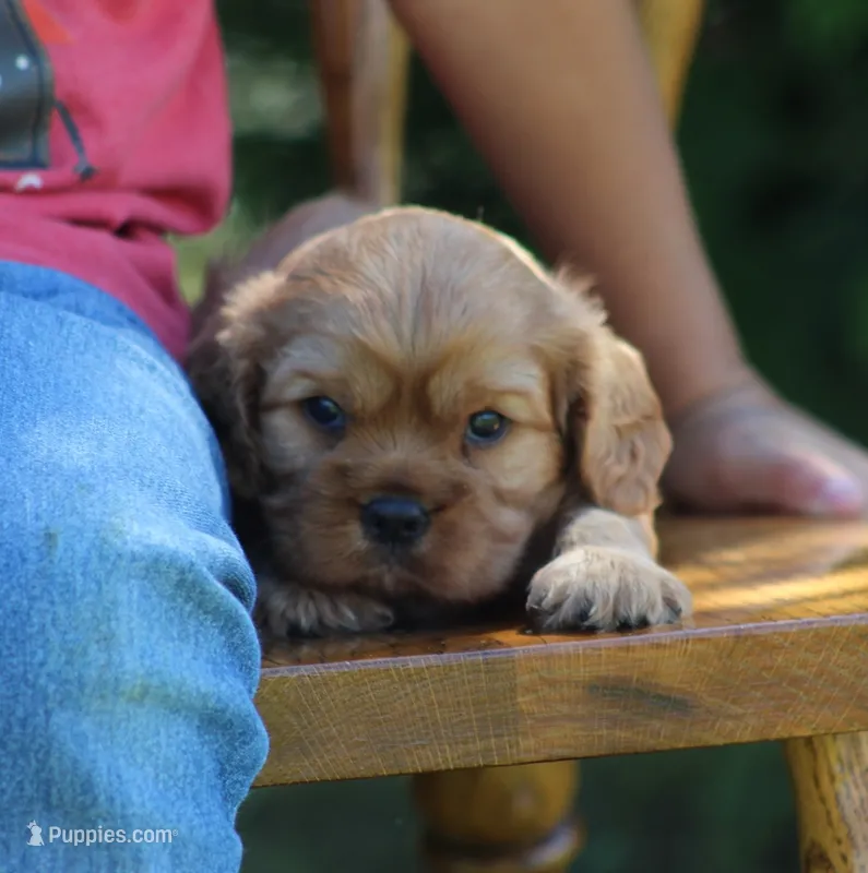 Valerie – Cavalier King Charles Spaniel puppy for sale in Odon, IN