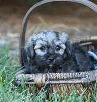 Orchid, a female Havanese for sale in Odon, IN – 4 of 4