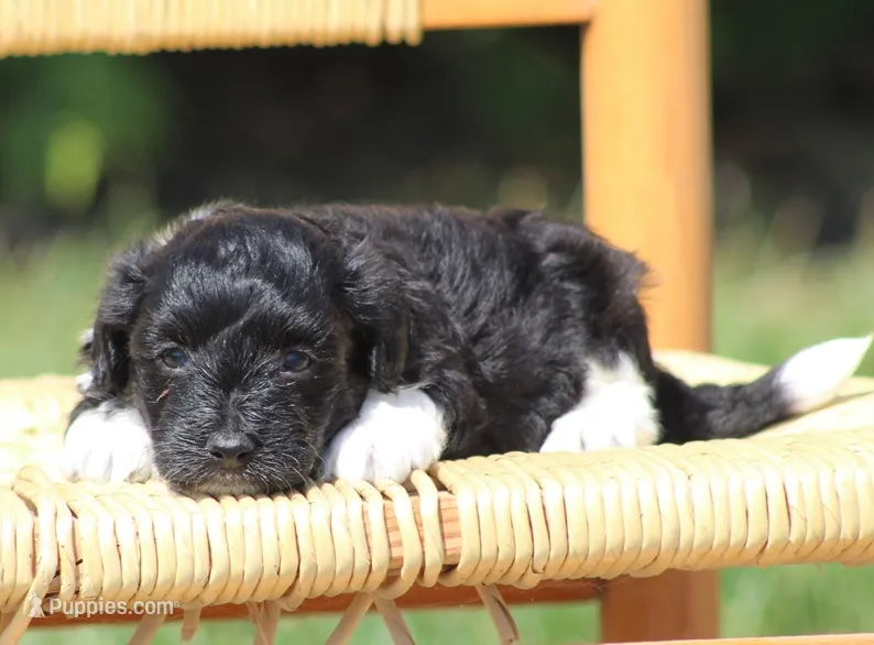 Dakota – Havanese puppy for sale in Odon, IN